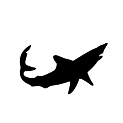 Mako requin