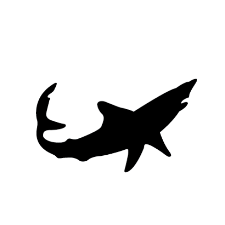 Mako requin
